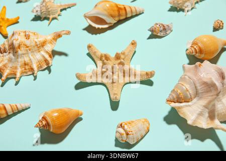 Molte conchiglie e stelle marine diverse su sfondo turchese Foto Stock