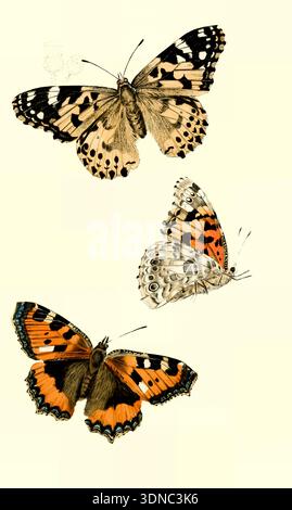 Tre specie di farfalle britanniche che presentano diverse vedute delle ali ripiegate e sparse, illustrano intricati dettagli di storia naturale in un classico stile vintage dalla BIBLIOTECA DEI NATURALISTI. A CURA DI SIR WILLIAM JARDINE, BART. VOL. XXIX. Farfalle britanniche di Duncan, James, 1804-1861; Cuvier, Georges, barone, 1769-1832; Jardine, William, Sir, 1800-1874; data di pubblicazione 1855 Editore Edimburgo : W.H. Lizars ; Londra : Henry G. Bohn Foto Stock