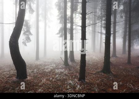 Nel profondo della magica foresta dove la nebbia custodisce antichi segreti Foto Stock
