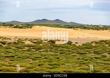 Mongolia, provincia di Bulgan, Khugnu Tarna, dune di sabbia chiamate Little Gobi Foto Stock