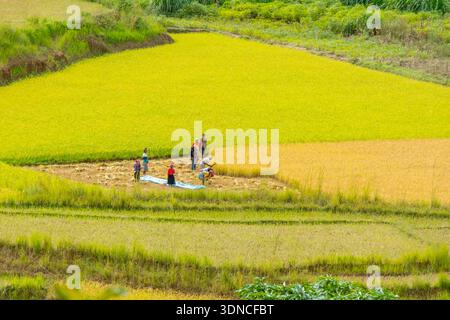 Madagascar, regione di Amoron'i Mania, strada nazionale 7 o RN7, Ambohibary, raccolta del riso nei campi di riso Foto Stock
