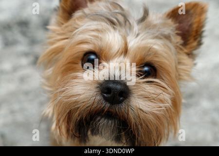 Naso nero del cane in primo piano. Giovane ragazzo carino, piccolo yorkshire terrier che guarda la macchina fotografica. Messa a fuoco selettiva sul naso. Cane da compagnia a casa. Foto Stock