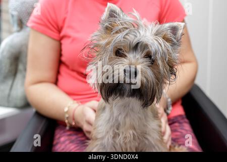 Giovane ragazzo carino, piccolo yorkshire terrier seduto tra le gambe di una donna e guardando la macchina fotografica. Primo piano della faccia Foto Stock