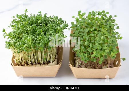 Insalata di crescione e germogli di rucola, microgreen, piccole foglie verdi e steli in scatola di carta su sfondo di marmo bianco. Microverdi germogliati. Foto Stock