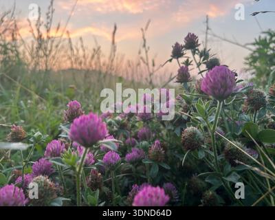 Anche le cose più semplici possono essere le più straordinarie Foto Stock