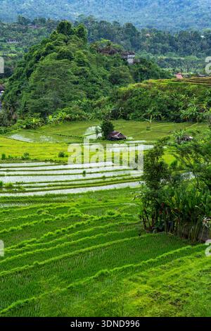 Indonesia, Bali, risaie a Sidemen Foto Stock