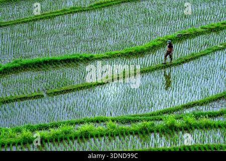 Indonesia, Bali, risaie a Sidemen Foto Stock