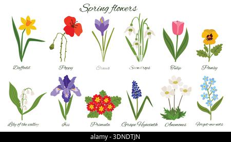 Un insieme botanico di dodici fiori primaverili comuni con etichette corsive. Collezione di vivaci elementi floreali in stile cartoon flat come tulipani, Iris, pop Illustrazione Vettoriale