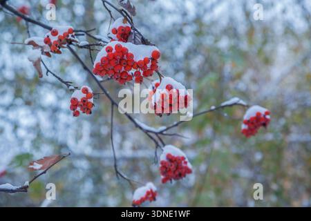 Bacche rosse di rowan sui rami nella neve a novembre su uno sfondo di foglie verdi da vicino Foto Stock