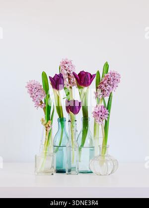 Natura morta primaverile con giacinti rosa e tulipani viola in diversi vasi di vetro Foto Stock