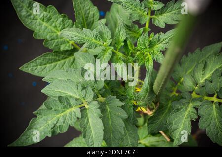 Coltivazione biologica di pomodori con piante sane all'interno della serra. Foto Stock