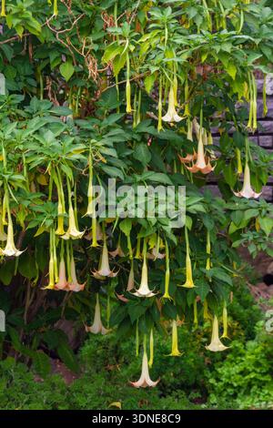 Portogallo, isola di Madeira. Brugmansia arborea, la tromba del giudizio o la tromba degli angeli Foto Stock