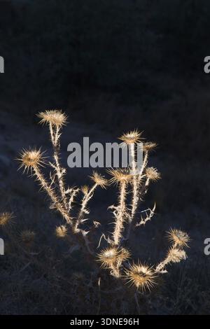 Viaggi, vegetazione, Turkiye, Cappadocia, Asia, flora, pianta, onopordum acanthium, tacchino, cardo di cotone Foto Stock