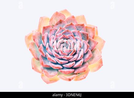 Piante succulente in miniatura (cactus succulente) isolate su bianco Foto Stock