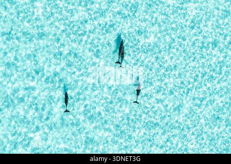 Vista aerea di tre delfini che nuotano nelle acque cristalline turchesi, Vashafaru, Haa Alif, Maldive. Foto Stock
