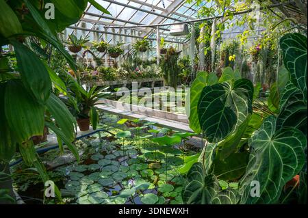 Vista di splendidi alberi e fiori all'interno del Giardino Botanico dell'Università Jagellonica di Cracovia, Polonia. Foto Stock