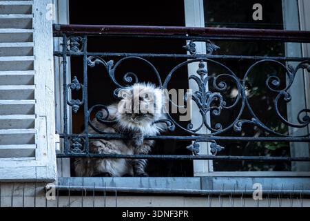 Guarda un gatto appoggiato su una ringhiera del balcone e guarda la strada sottostante Foto Stock