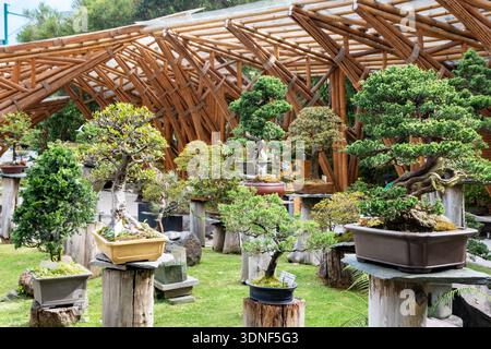 Bonsai Giardino Botanico di Quito (Ecuador) Foto Stock