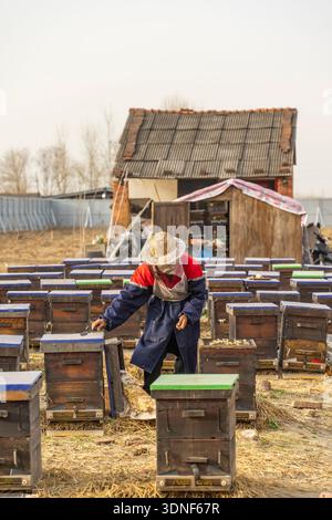 Apicoltore su un apiario, che raccoglie o toglie strutture a nido d'ape o in legno dall'alveare per le api Foto Stock