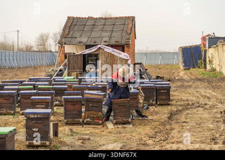 Apicoltore su un apiario, che raccoglie o toglie strutture a nido d'ape o in legno dall'alveare per le api Foto Stock