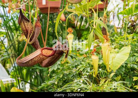 Piante carnivore dell'Orto Botanico di Quito (Ecuador) Foto Stock