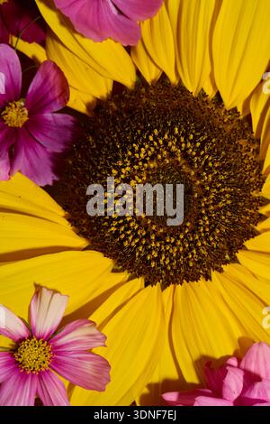 Delicati fiori di cosmo in vasi di boccioli su sfondo bianco Foto Stock