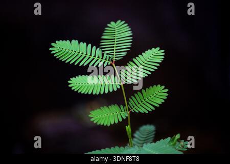 Delicate foglie di mimosa verde su sfondo scuro Foto Stock