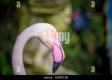 Foto ravvicinata del fenicottero maggiore, Phoenicopterus roseus, con sfondo sfocato e messa a fuoco selettiva Foto Stock