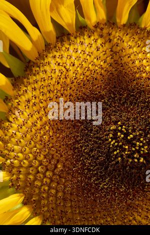girasoli giganti in un gigantesco vaso in ceramica Foto Stock