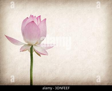 Lotus sul vecchio grunge sfondo della carta Foto Stock