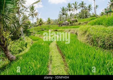 Campi di riso terrazzati a Tegallalang (Bali, Indonesia) Foto Stock