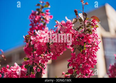 I vivaci fiori di crabapple rosa fioriscono su un ramo contro un cielo azzurro pulito, mostrando la bellezza dell'arrivo della primavera e il rinnovamento naturale che si verifica all'interno di un ambiente urbano Foto Stock