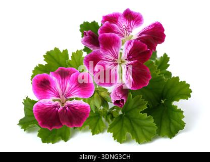 Pelargonium grandiflorum, noto anche come geranio regale, fiorito con vivaci petali. Pianta ornamentale comunemente coltivata nei giardini Foto Stock