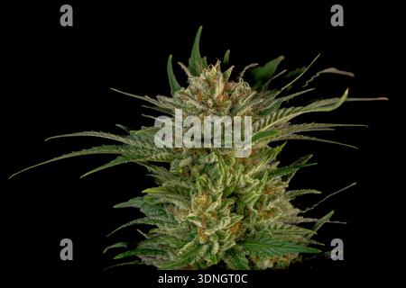 Fiore di marijuana maturo speciale varietà regina con sfondo nero Foto Stock