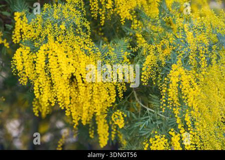 Fiori gialli di mimosa su un albero in primavera. Primo piano. Foto Stock