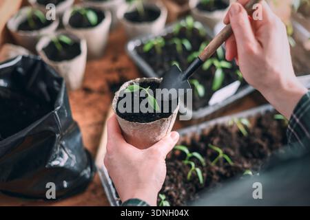 Donna che piantano piantine di pepe in una pentola di torba su un tavolo di legno. Il concetto di coltivazione domestica di verdure e giardinaggio primaverile Foto Stock