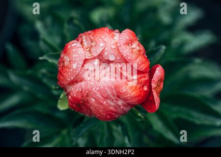 Peonia erbacea fascino Corallo in giardino fiori Foto Stock
