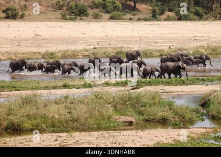 Una mandria di elefanti africani attraversa il fiume Crocodile al confine con il Parco nazionale di Kruger, in Sudafrica. Foto Stock