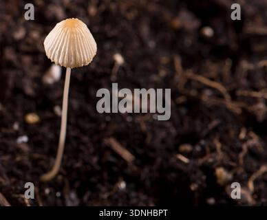 Il Coprinus non-inky (Coprinus disseminatus) è comunemente noto come cappuccio di inchiostro delle fate o cappuccio di crumble. Non si dissolve in un "inchiostro nero" a ma Foto Stock
