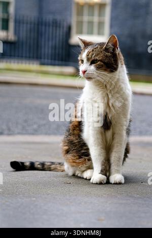 Fotografia di Larry il gatto. 10 Downing Street, Londra. 9 febbraio 2026. Foto Stock