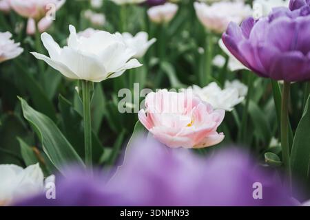 diversi tulipani rosa e viola in giardino Foto Stock