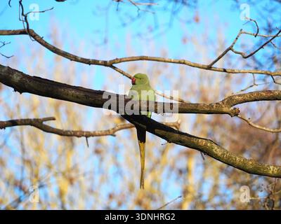 Parco naturale isolato con collo ad anello (psittacula krameri) o parrocchetto con anelli di rosa in un ramo d'albero in una giornata di sole a gennaio. Hampstead Heath, lo Foto Stock