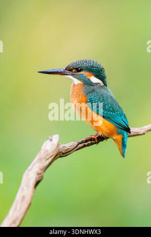 fiume kingfisher (Alcedo atthis), appollaiato su un vecchio ramo di legno a fine estate, Germania, Baviera Foto Stock