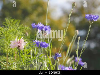 bluebottle, fiordaliso (Centaurea cyanus, Cyanus segetum), blu e rosa fioritura, Germania, Renania settentrionale-Vestfalia Foto Stock