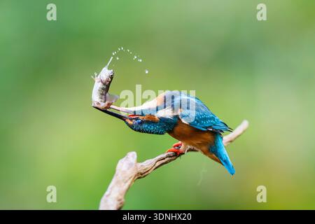 fiume kingfisher (Alcedo atthis), appollaiato su un vecchio ramo di legno con un pesce appena pescato nel suo becco, Germania, Baviera Foto Stock