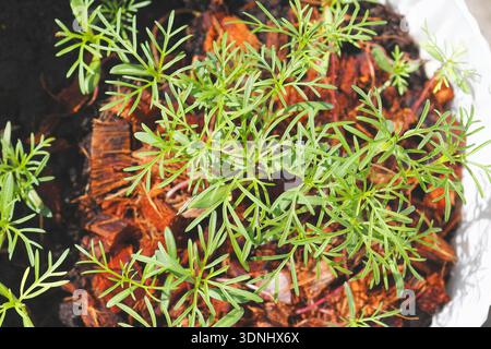 garden Cosmo, aster messicano (Cosmos bipinnatus), piantine in vaso di fiori Foto Stock