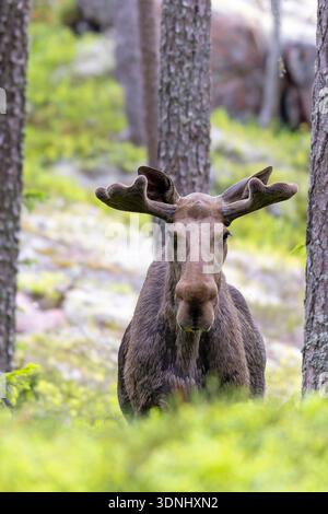 alci, alci europei (Alces alces alces), alci giovani adulti in una pineta sparsa, Svezia, Vaesternorrland, Norrfaellsviken Foto Stock