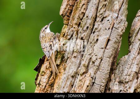 Treecreeper comune, treecreeper eurasiatico, treecreeper (Certhia familiaris), arrampicandosi su un vecchio tronco di alberi rotti, Germania, Baviera Foto Stock