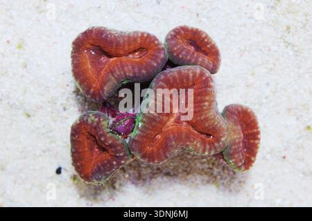 Corallo cerebrale Lobophyllia arancione con bordo verde, Lobophyllia hemprichiI Foto Stock