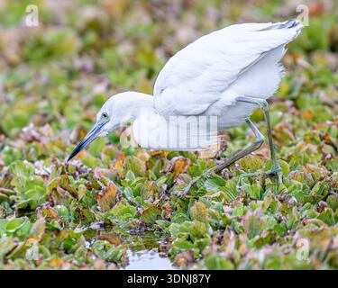 Caccia al primo piano di Little Blue Heron - primo piano di Egretta caerulea in una preda paludosa - primo piano di piume bianche becco bicolore Foto Stock